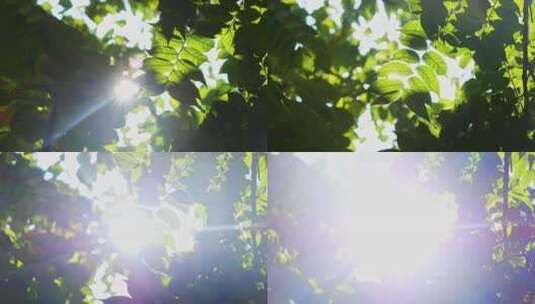 阳光穿过树叶绿叶高清在线视频素材下载
