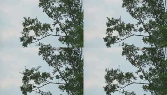树枝上歇息的鸟高清在线视频素材下载