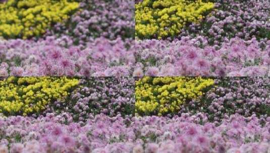一大片菊花展海盛开放视频背景秋天公园唯美高清在线视频素材下载
