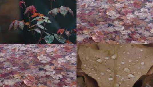秋雨落叶高清在线视频素材下载