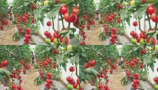 温室采摘番茄高清在线视频素材下载