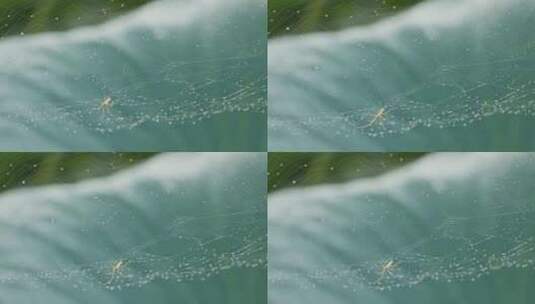 夏天荷叶蜘蛛网节肢动物昆虫高清在线视频素材下载