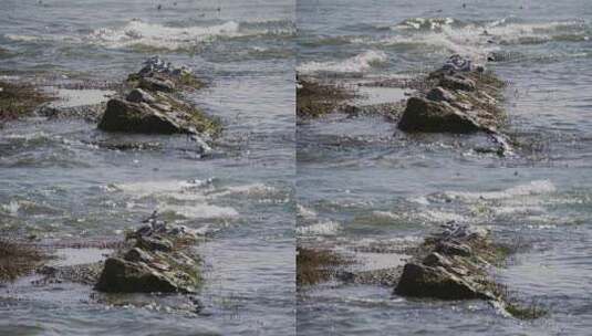 洱海岩石上的海鸥高清在线视频素材下载