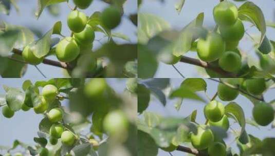 树上成熟的青枣高清在线视频素材下载