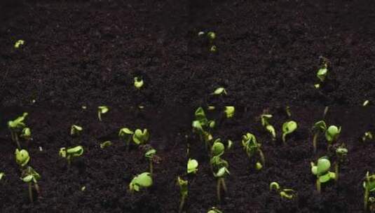 种子发芽生命力春天破土而出高清在线视频素材下载
