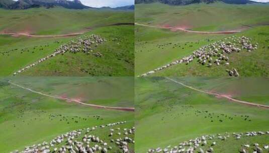 阿坝若尔盖草原牛羊群高清在线视频素材下载