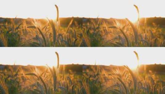 特写暖阳逆光中麦田里随风摆动的麦穗高清在线视频素材下载