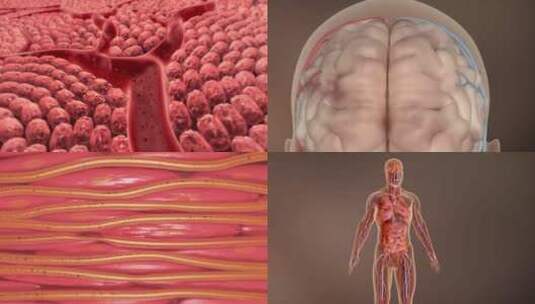 细胞基因 生物医学 研发 血液血管高清在线视频素材下载