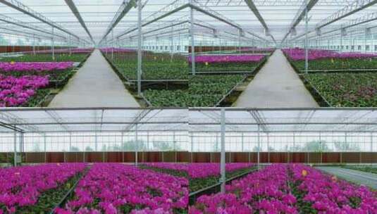 4K鲜花盆栽温室大棚高清在线视频素材下载