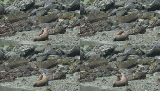 两只海狮张着嘴在一堆岩石上玩耍。高清在线视频素材下载