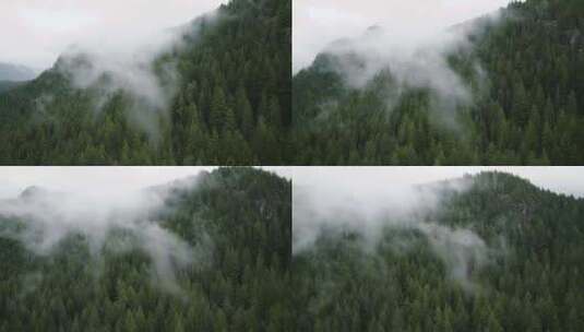 云雾森林高清在线视频素材下载