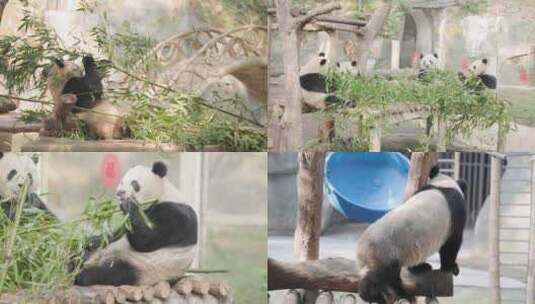 【4K 50p】国宝大熊猫吃竹子熊猫动物高清在线视频素材下载