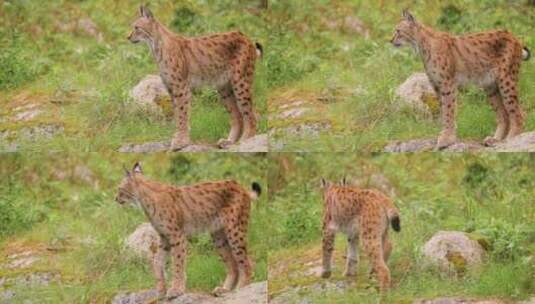 森林中的欧亚山猫（Lynx lynx）。高清在线视频素材下载