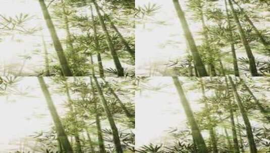 阳光直射竹林高清在线视频素材下载