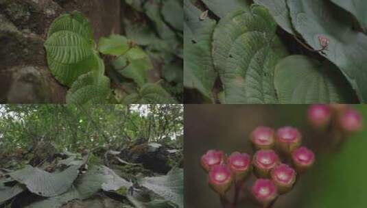 4K野生植物虎颜花高清在线视频素材下载