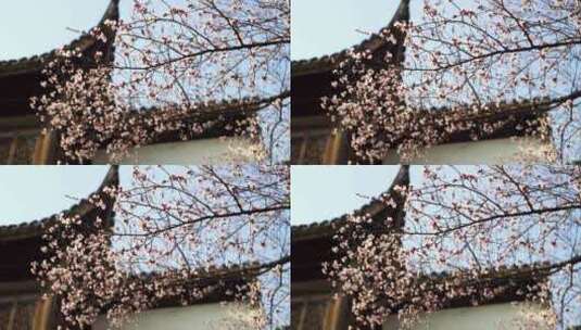 春天江南园林古风屋檐下的杏花树高清在线视频素材下载