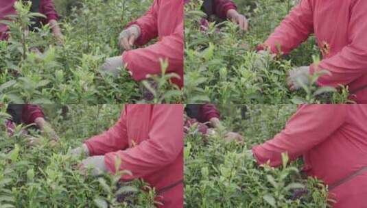 茶农采茶茶园工人正在采摘茶叶高清在线视频素材下载