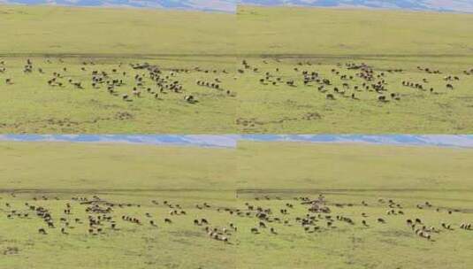 新疆伊犁那拉提空中草原的羊群高清在线视频素材下载