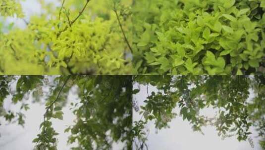 立春 雨水 春分 树叶空镜高清在线视频素材下载