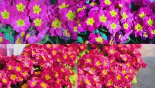 花盆种植欧洲报春观赏花朵盆栽视频素材高清在线视频素材下载