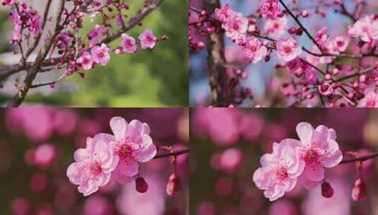粉色桃花 樱花 春暖花开高清在线视频素材下载
