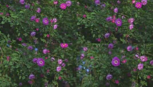 春天的蔷薇玫瑰高清在线视频素材下载