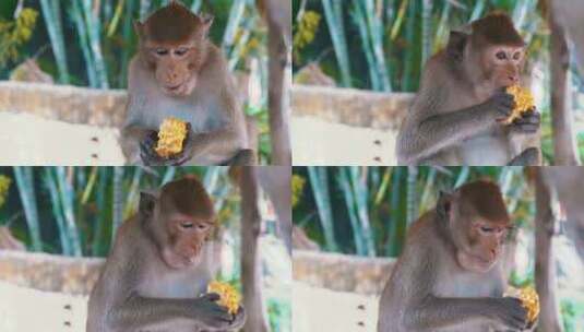 泰国丛林中吃玉米的猴子高清在线视频素材下载