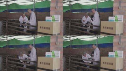兽医给圈养山羊打针高清在线视频素材下载