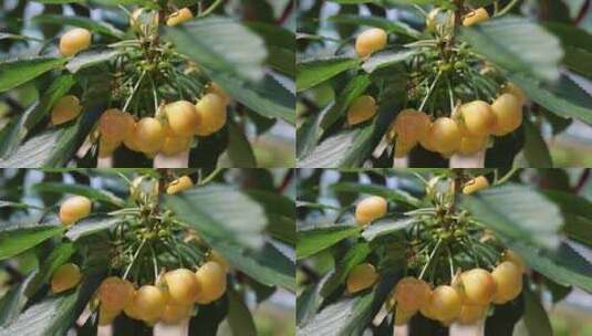 黄颜色的有机大樱桃高清在线视频素材下载
