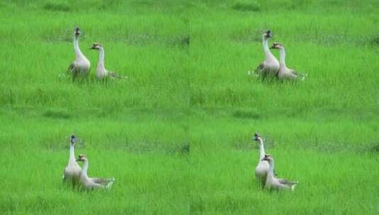 草地上的大鹅高清在线视频素材下载