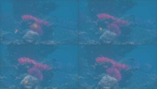 水中的珊瑚和鱼高清在线视频素材下载