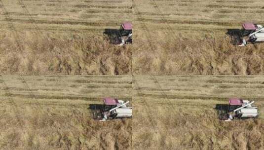 航拍江苏昆山夏收高清在线视频素材下载