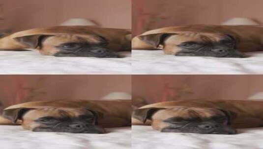 可爱的拳击手狗躺在卧室舒适的床上垂直镜头高清在线视频素材下载