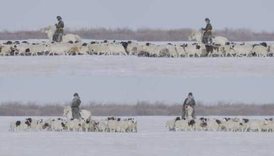 航拍内蒙古草原牛马羊群高清在线视频素材下载