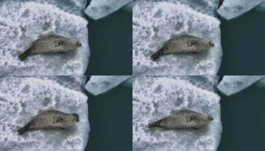 冰岛北极圈瓦特冰川国家公园蓝冰海豹航拍高清在线视频素材下载