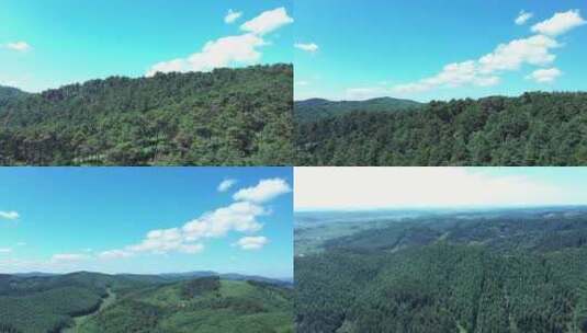 航拍森林空镜 天然氧吧 自然 蓝天白云高清在线视频素材下载