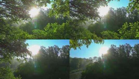 清晨逆光树林森林环境丁达尔慢镜头高清在线视频素材下载