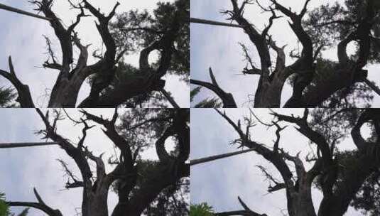 古老的柏树仰拍高清在线视频素材下载