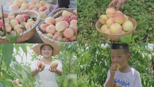 阳山水蜜桃 水蜜桃产地 水蜜桃采摘高清在线视频素材下载