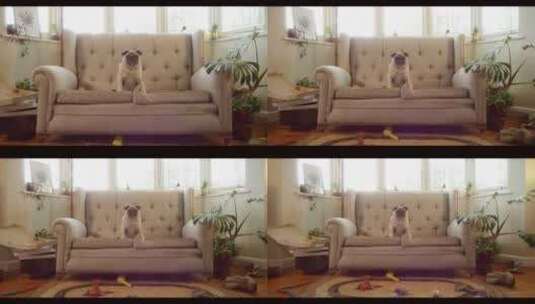哈巴狗坐在客厅玩具前的沙发上高清在线视频素材下载