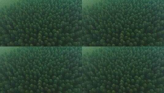 森林航拍森林树木云海绿洲环保高清在线视频素材下载