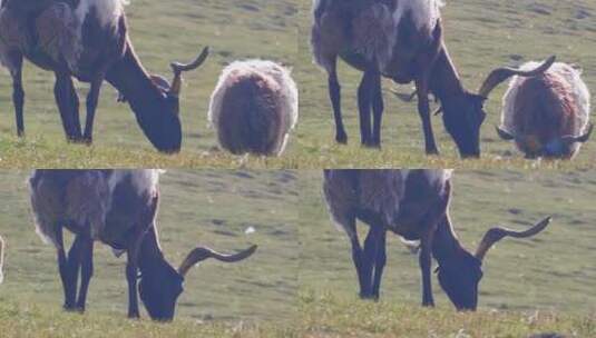 青海草原羊群高清在线视频素材下载