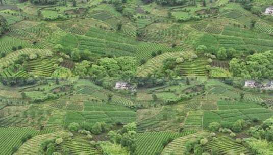 航拍贵州遵义湄潭山野田间夏季茶园风景高清在线视频素材下载