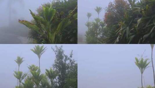 雨中热带植物的景色高清在线视频素材下载