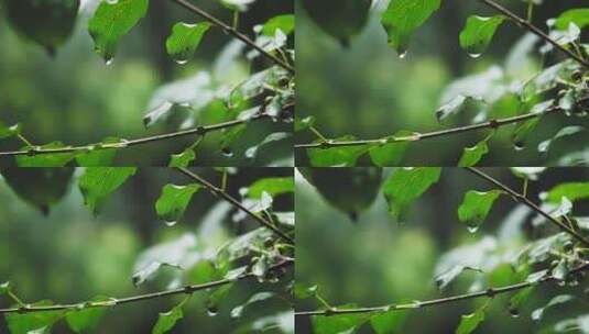 雨中的植物高清在线视频素材下载