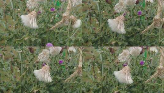 鲜花花朵蜜蜂采蜜实拍高清在线视频素材下载