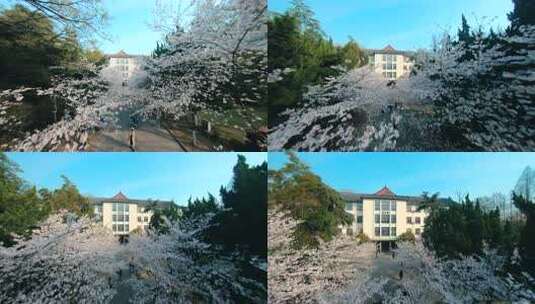 南京林业大学樱花盛开的校园小路风景穿越机高清在线视频素材下载