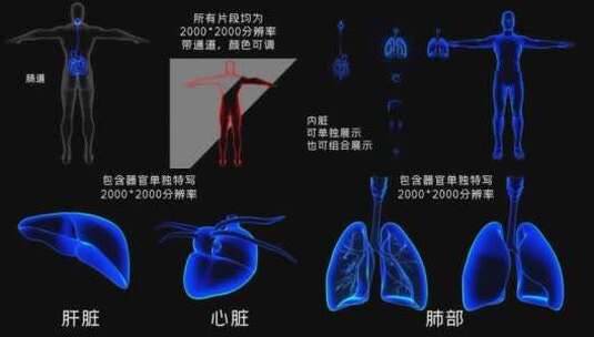 科技三维透明人体器官结构分解高清AE视频素材下载