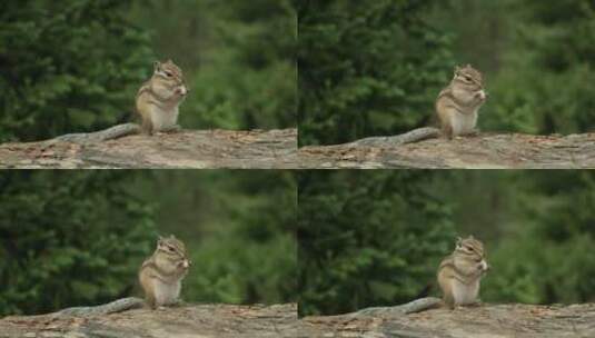 一只雄伟的松鼠栖息在坚固的橡树树干上高清在线视频素材下载