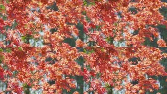 秋天红枫树林春天小清新红色鸡爪槭高清在线视频素材下载